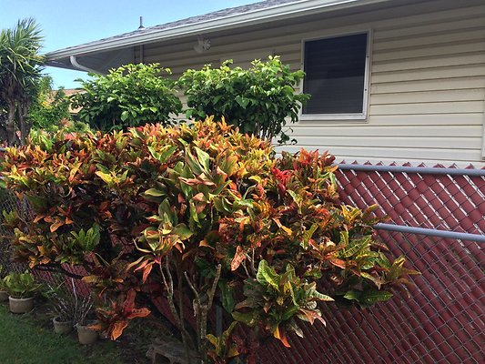 HI50 S6 Manoa Kaaipu St Kono EXT 2.00