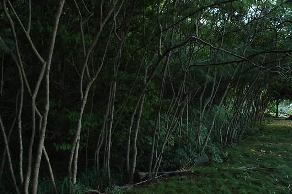 HI50 S5 HUIHUI DSC 3319