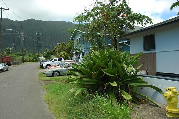 HI50 S5  Waimanalo KoamoaliandMekiaSt DSC 2868