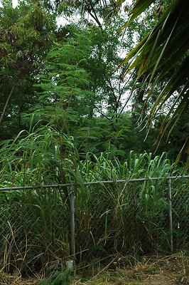 HI50 S5 MELPOOAUHI DSC 3285