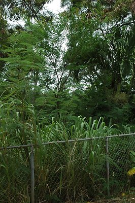 HI50 S5 MELPOOAUHI DSC 3282