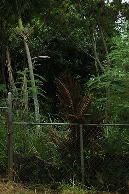 HI50 S5 MELPOOAUHI DSC 3283