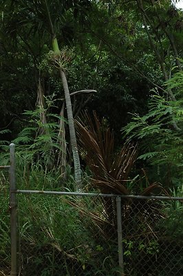 HI50 S5 MELPOOAUHI DSC 3280