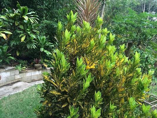 HI50 S5 Klaus Radtke 05.07