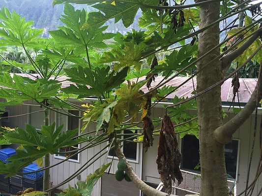 HI50 S5 Klaus Radtke 05.32