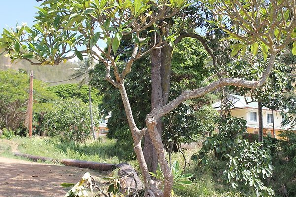 th 1STSAMOANCONGREGATIONAL 8