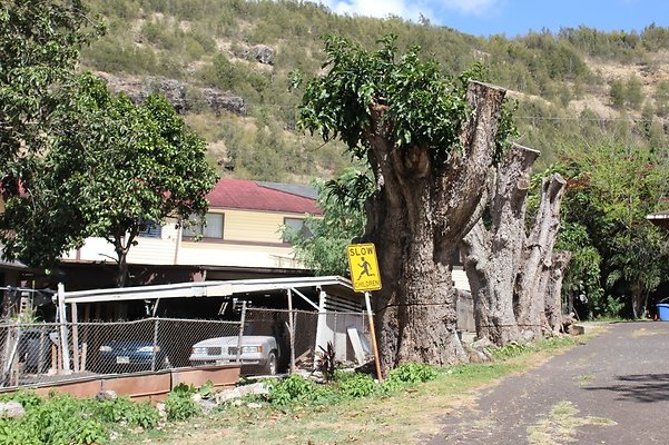 th 1STSAMOANCONGREGATIONAL 6