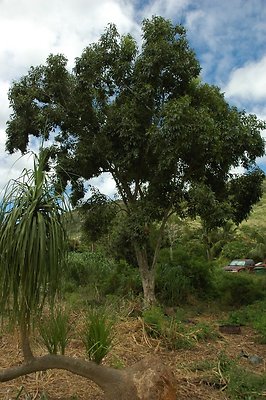 HI50 S5 BAMIENT DSC 3217