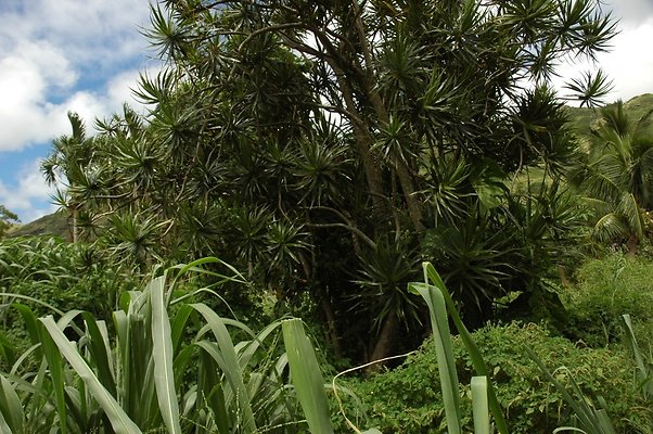 HI50 S5 BAMIENT DSC 3191