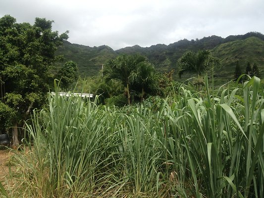 HI50 S5 BAMIENT 2014-08-22 10.50.25