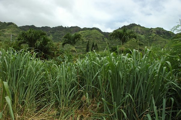 HI50 S5 BAMIENT DSC 3196