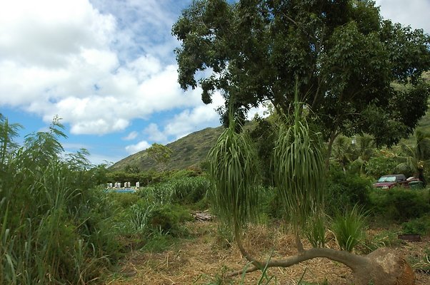 HI50 S5 BAMIENT DSC 3194