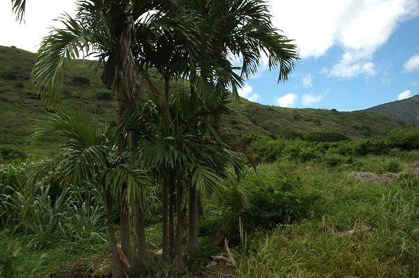 HI50 S5 BAMIENT DSC 3188