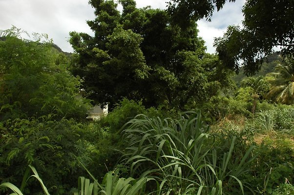 HI50 S5 BAMIENT DSC 3193