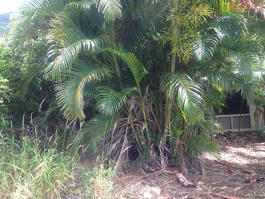 HI50 S5 BAMIENT 2014-08-22 10.44.28