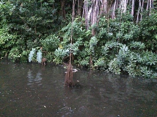 HI50 S6 Nuuanu 51 Kepola Pl 23.18