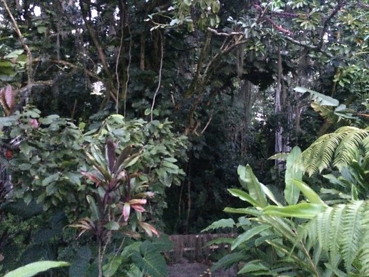 HI50 S6 Nuuanu 51 Kepola Pl 24.48