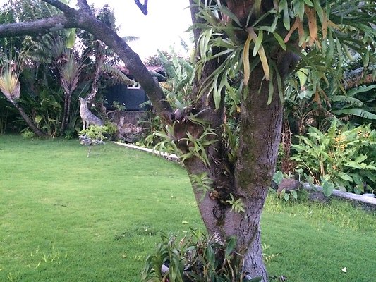 HI50 S6 Nuuanu 51 Kepola Pl 25.32