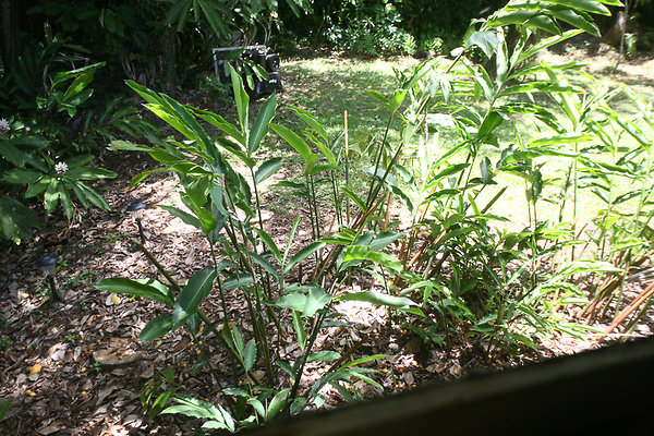 Nuuanu 3501 PaliRd Hadwick-13