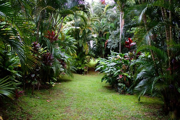 pathway to tree grove continued