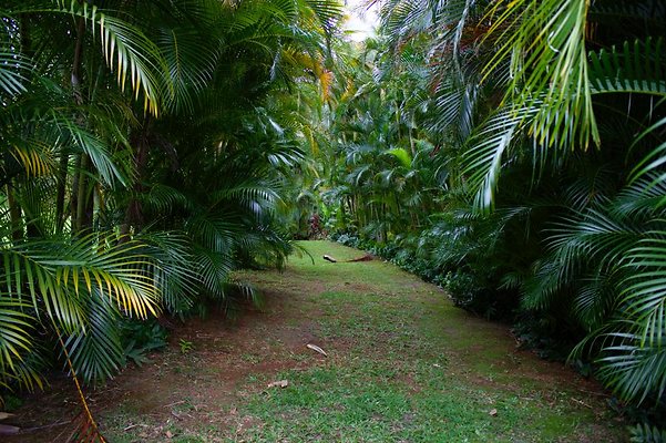 pathway to tree grove