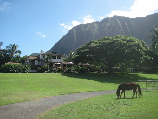 Waimanalo Farm House Kitty Nichols