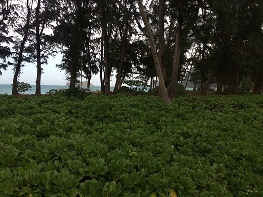 HI50 S5 41-959 Laumilo 44.31