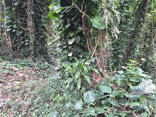 HI50 S6 2015-08-21 16.19.05