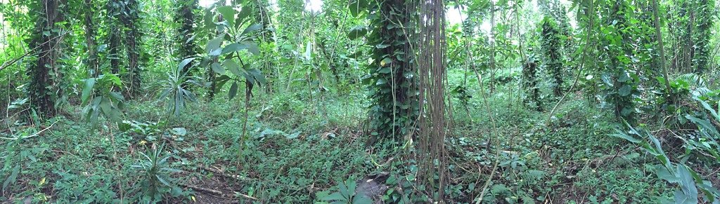 HI50 S6 2015-08-21 16.17.53