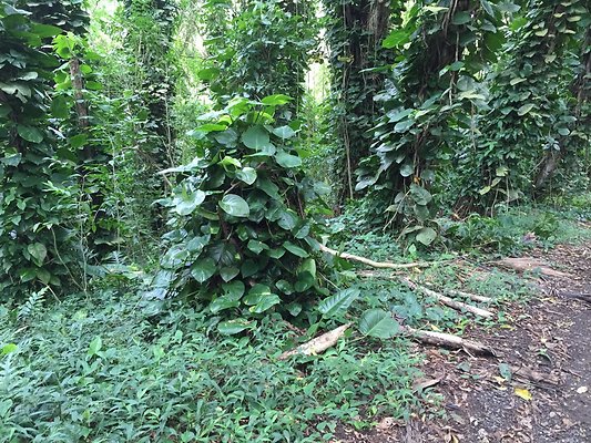 HI50 S6 2015-08-21 16.19.09