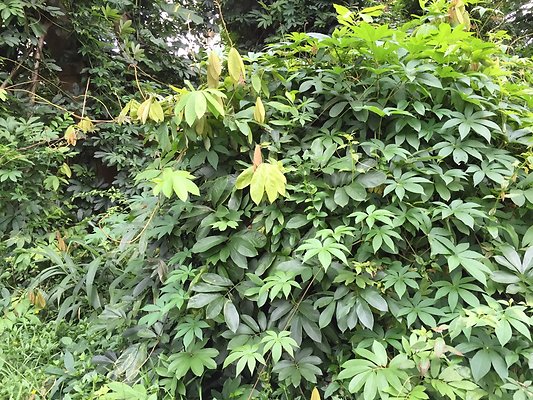 HI50 S6 2015-08-21 16.25.36