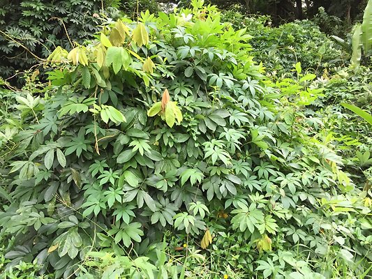 HI50 S6 2015-08-21 16.25.15