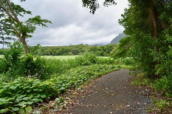 th He'eia Kalo Farm    517