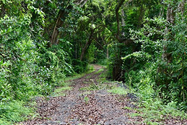 th He'eia Kalo Farm    511
