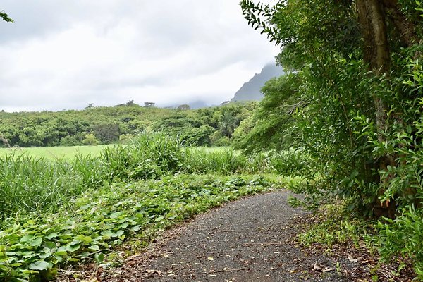 th He'eia Kalo Farm    516
