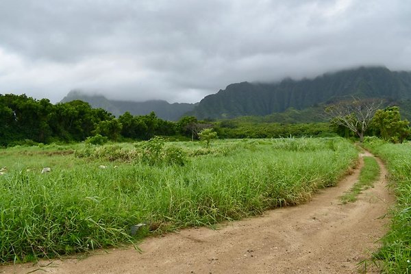 th He'eia Kalo Farm    496