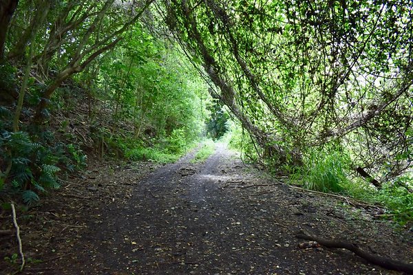 th He'eia Kalo Farm    501
