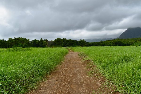 th He'eia Kalo Farm    483