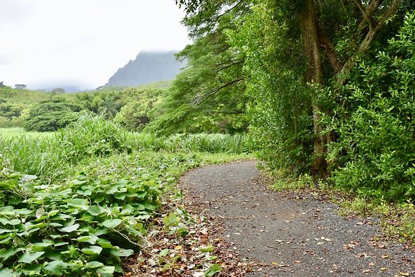 th He'eia Kalo Farm    515