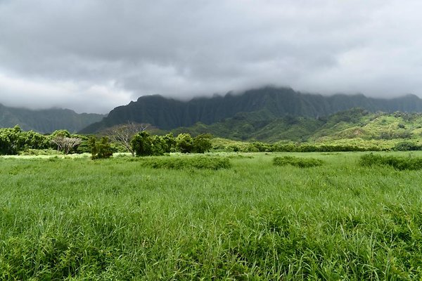 th He'eia Kalo Farm    490