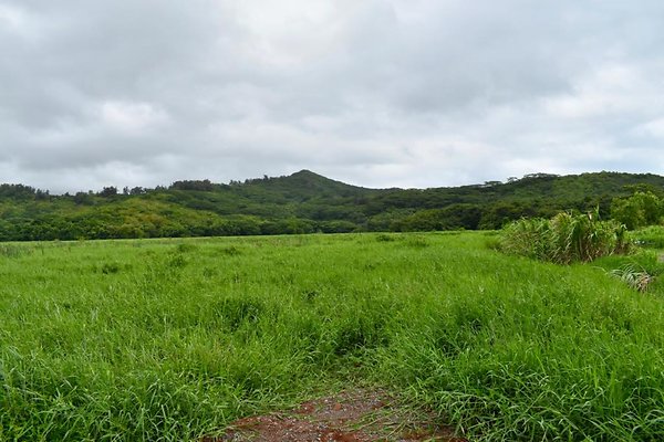 th He'eia Kalo Farm    492