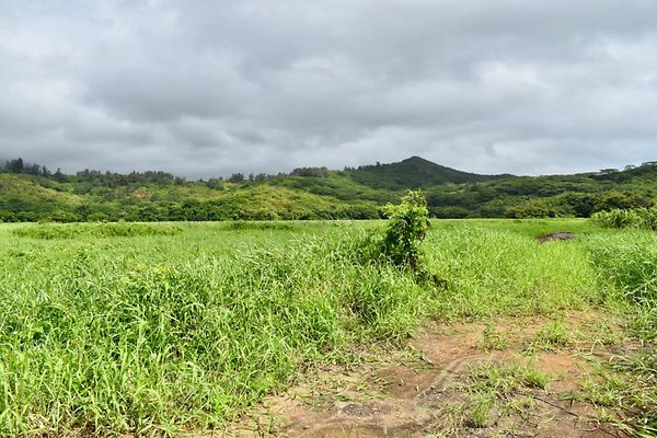 th He'eia Kalo Farm    486