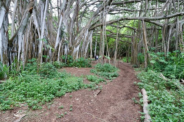 th Kawela Bay Banyan Tree   814