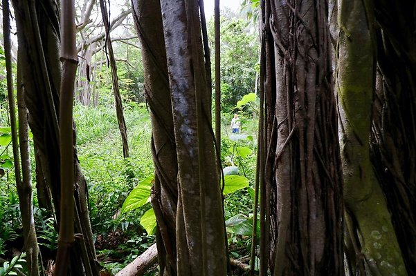 th Kawela Bay Banyan Tree   822