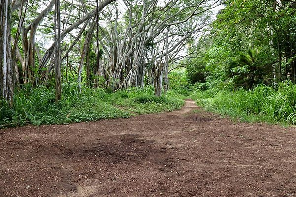 th Kawela Bay Banyan Tree   753