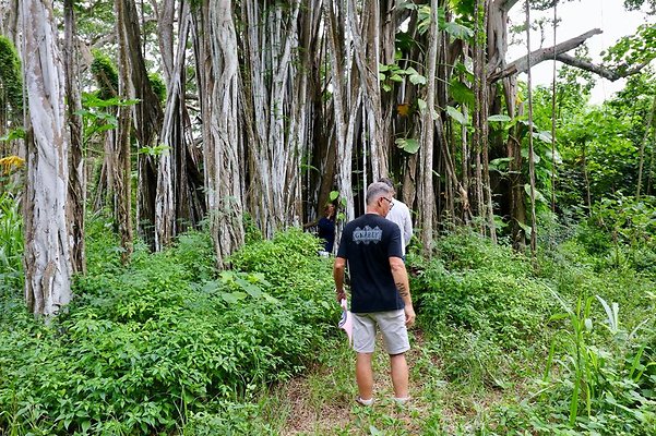 th Kawela Bay Banyan Tree   818