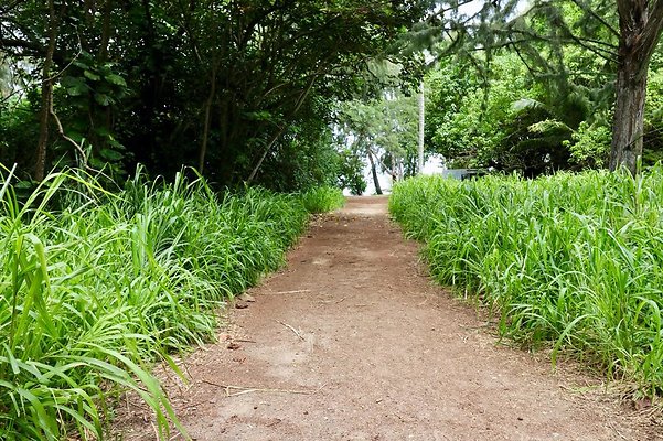 th Kawela Bay Banyan Tree   762