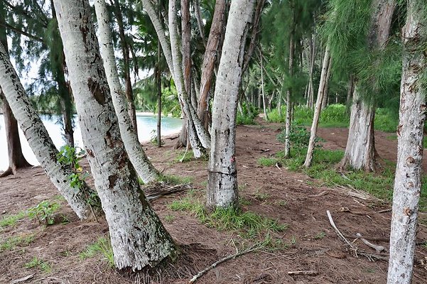 th Kawela Bay Banyan Tree   806