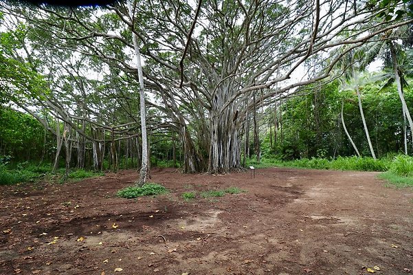 th Kawela Bay Banyan Tree   749