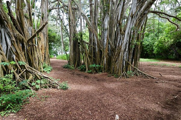 th Kawela Bay Banyan Tree   760